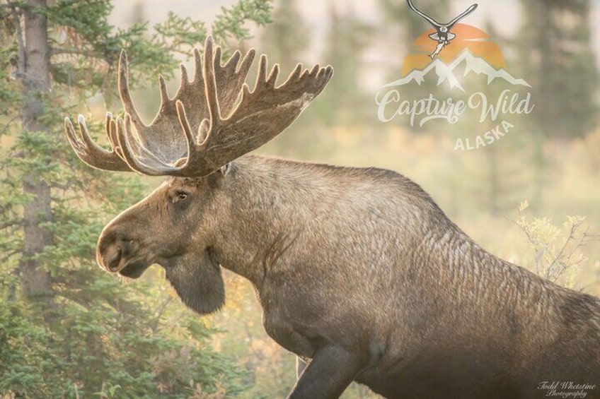 Private Full Day Photography Workshop of Fairbanks