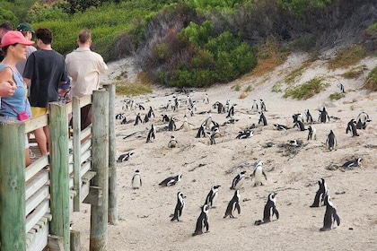 Halve dag Boulders Penguins en Cape Point privétour 