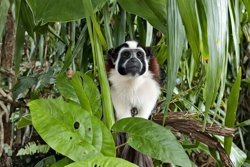 A curious capuchin monkey peeks through the lush foliage on Monkey Island. Experience the thrill of seeing these fascinating creatures in their natural habitat on our Panama City tour.