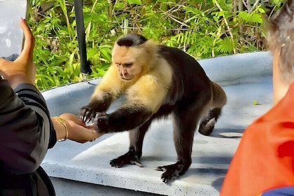 Panama City Canal Tour Monkey Island Wildlife Adventure