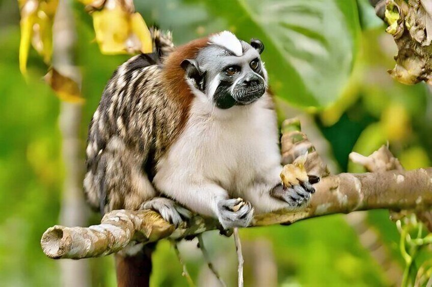 A tamarin monkey perches on a branch, showcasing the diverse primate species on Monkey Island. Explore the rich biodiversity of Gatun Lake.