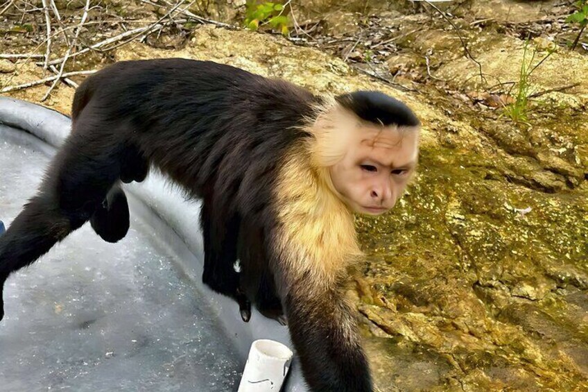 A capuchin monkey explores the boat, offering a unique and memorable encounter. Join our tour for an up-close wildlife experience.