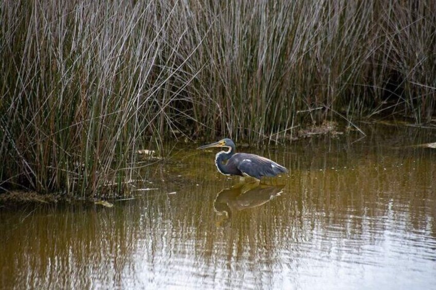 Wildlife And Photography Experience