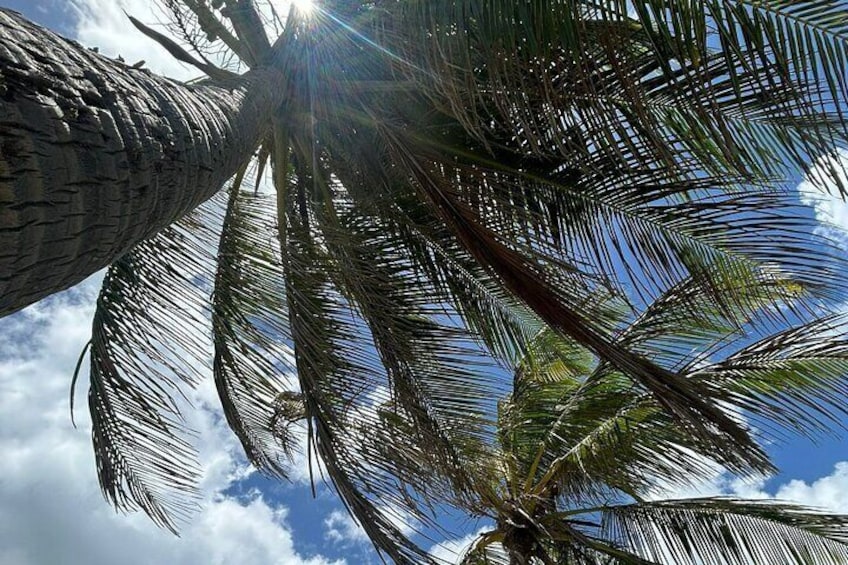 Class under Palm tree. 