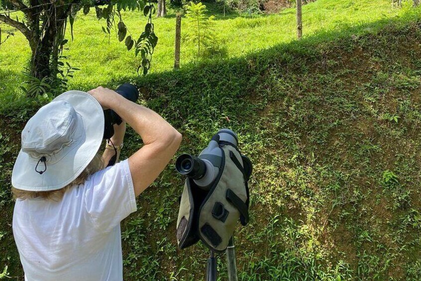 Manuel Antonio Esquipulas Birdwatching Tour