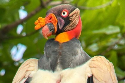 Manuel Antonio Esquipulas Birdwatching Tour