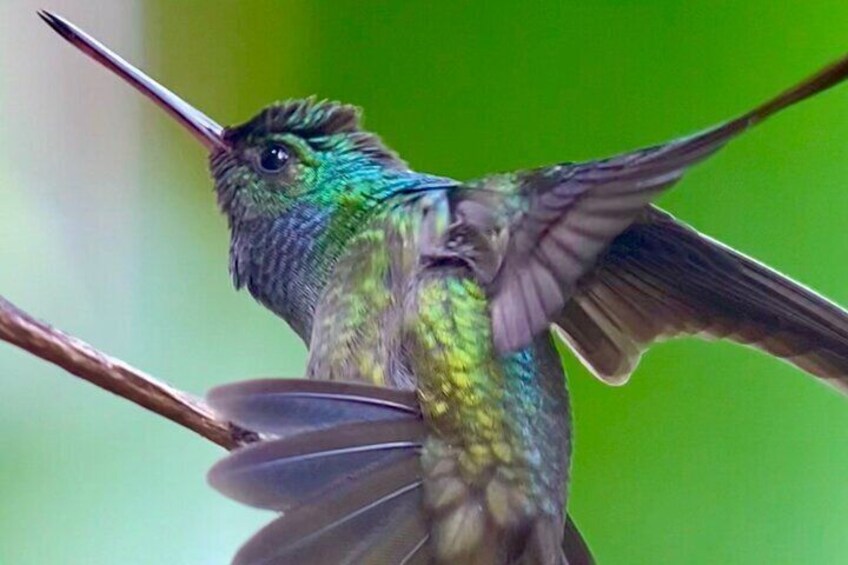 Manuel Antonio Esquipulas Birdwatching Tour