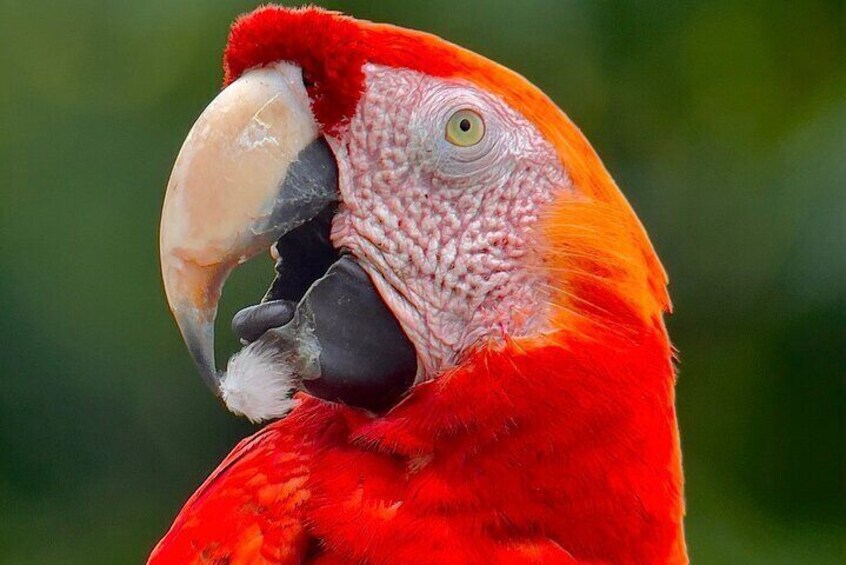 Scarlet macaw