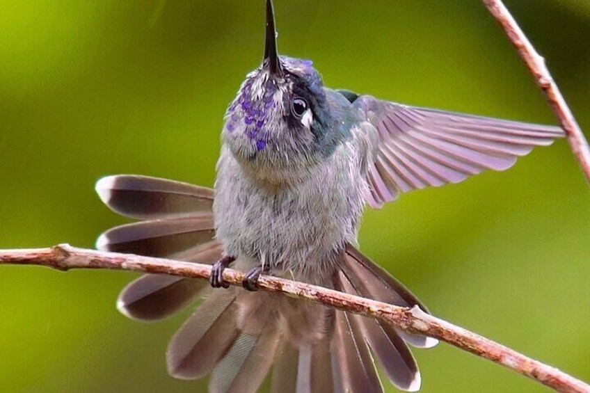 Violet headed Hummingbird