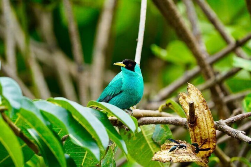 Manuel Antonio Esquipulas Birdwatching Tour