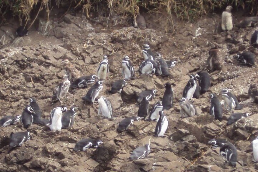 Shared Full Day Tour to Chiloé Island with Penguins