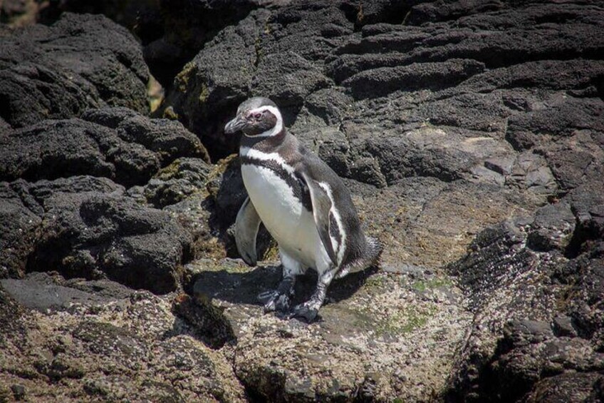 Pinguino de Humbold