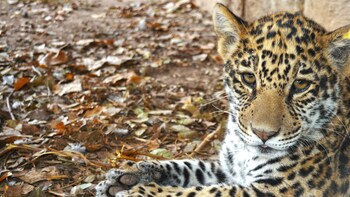 Terra Natura Zoo
