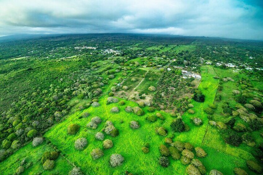 Discover the vibrant Kona Coffee Belt home to flourishing coffee plants