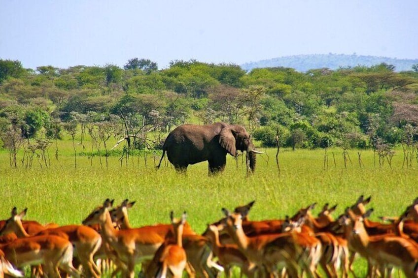 Mikumi National Park Day Trip Safari