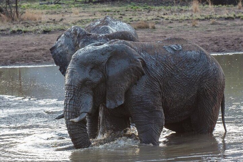 Experience Pilanesberg National Park