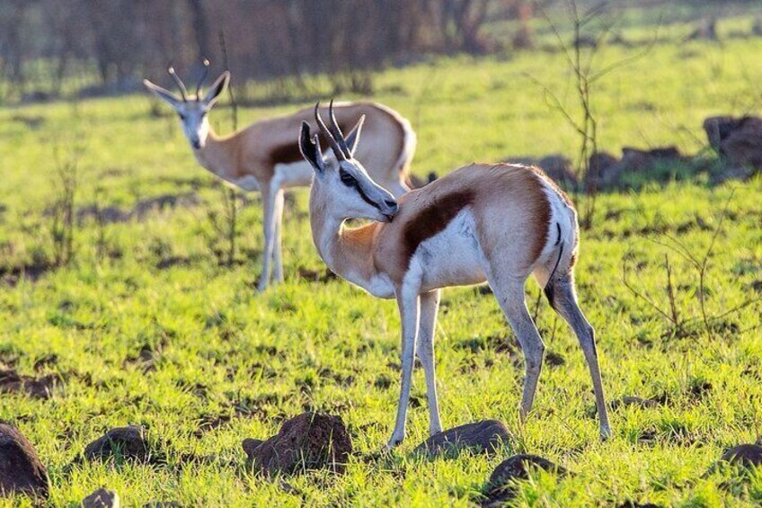 Experience Pilanesberg National Park