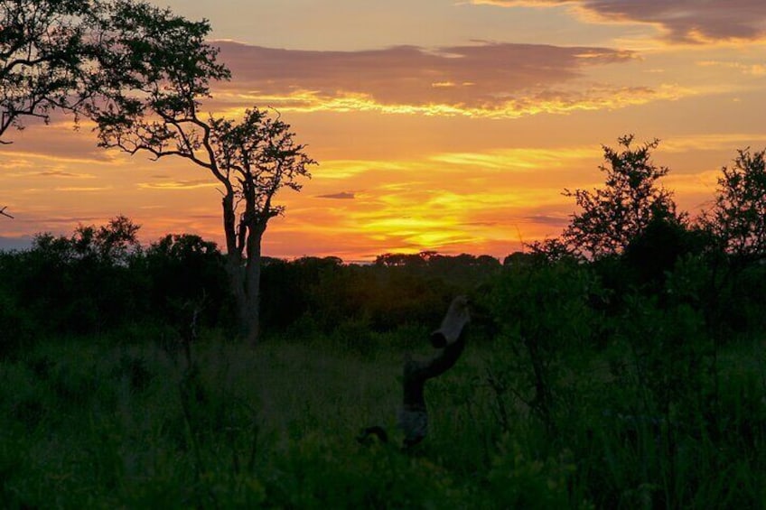 Experience Pilanesberg National Park