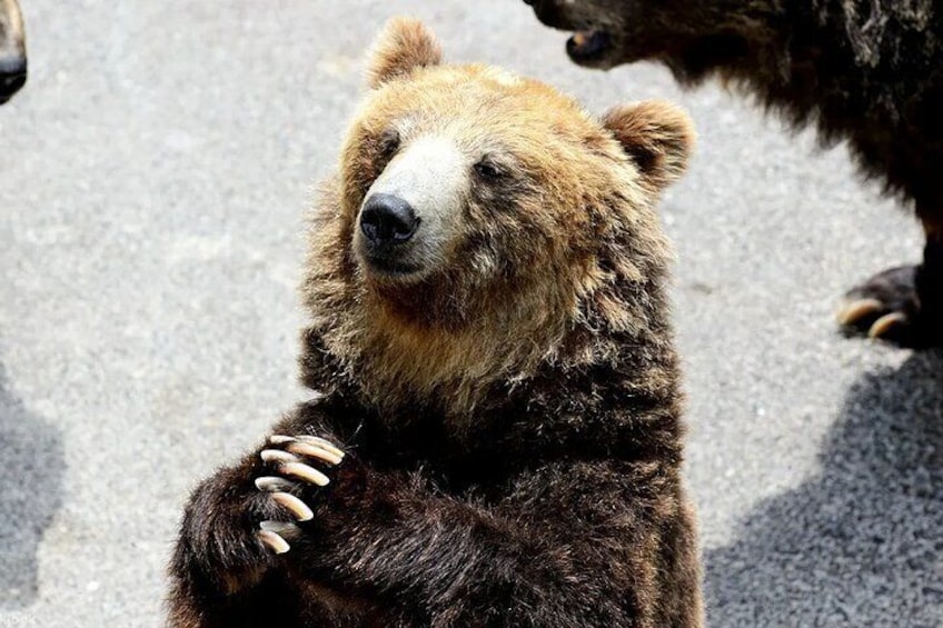 The Bear Farm, located near the entrance of the Showa Shinzan Cable Car, houses more than 100 purebred Hokkaido brown bears. Brown bears are the largest wild mammals in Hokkaido.