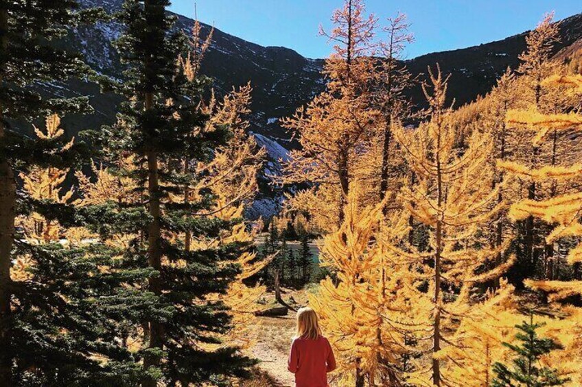 Waterton Upper Rowe Lakes Hike