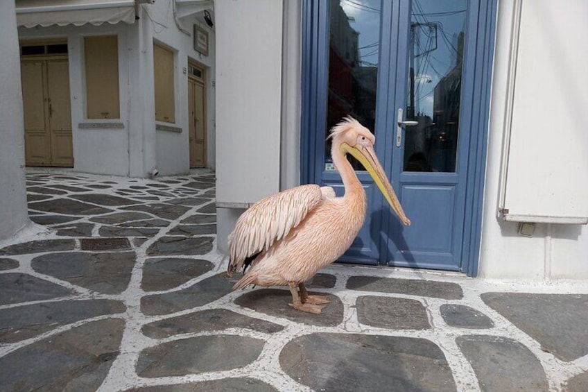 Private Guided Walking Tour in Mykonos Town