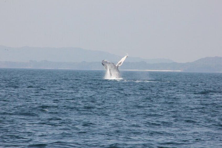 Banderas Bay Sailing Adventures