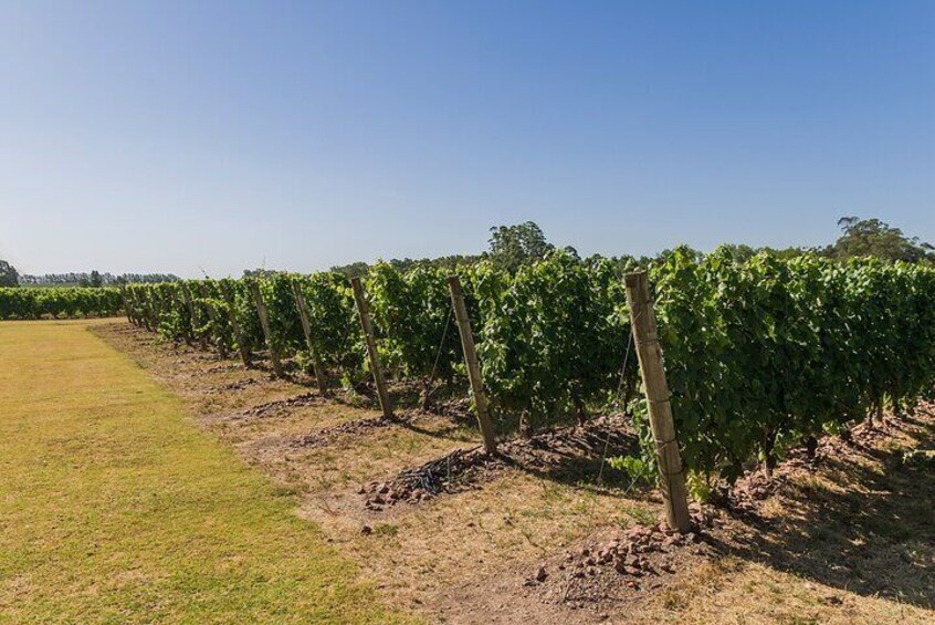 Private Tour of Different Wineries in Montevideo