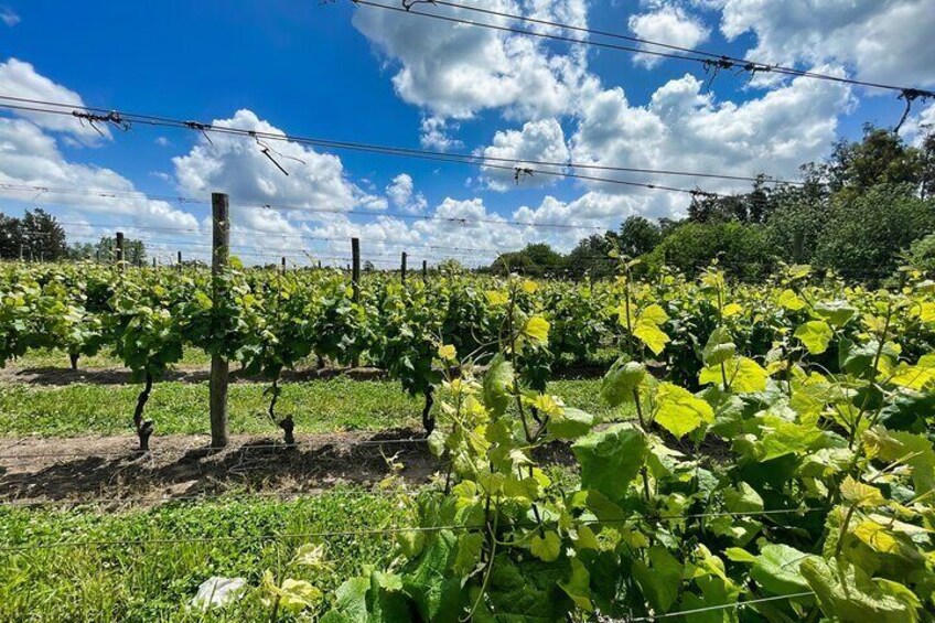Private Tour of Different Wineries in Montevideo