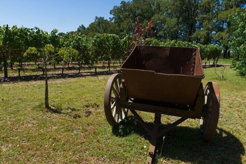 Private Tour of Different Wineries in Montevideo