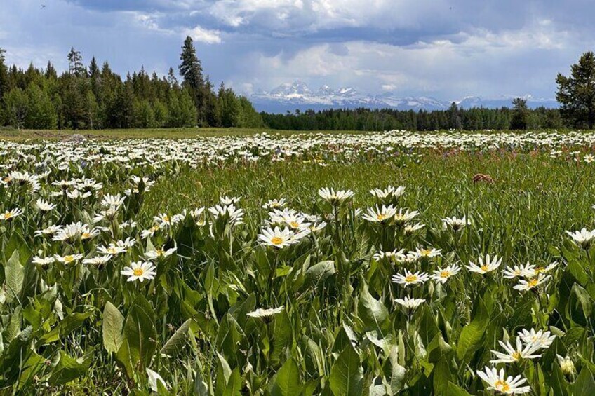 Wild flowers appear in early June. 