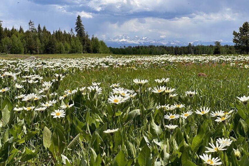 Wild flowers appear in early June.