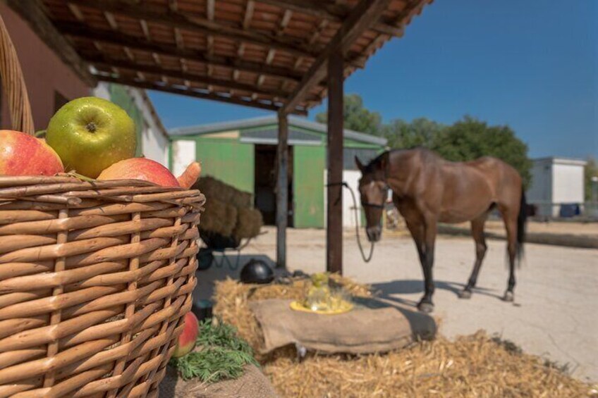 Split: Horse Riding Dalmatia Tour w/ Aperitif and Polaroid Photos