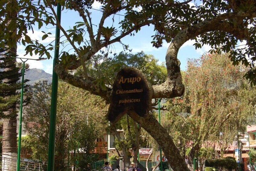 Tree inside Palomino Flores Park.