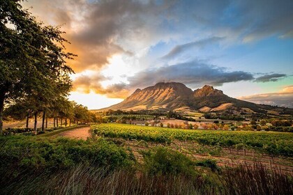  Excursion privée d'une journée à Cape Winelands au départ de Cape Town