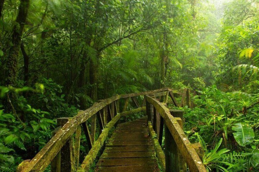 Shared Tour in Mombacho Natural Reserve and Canopy Adventures