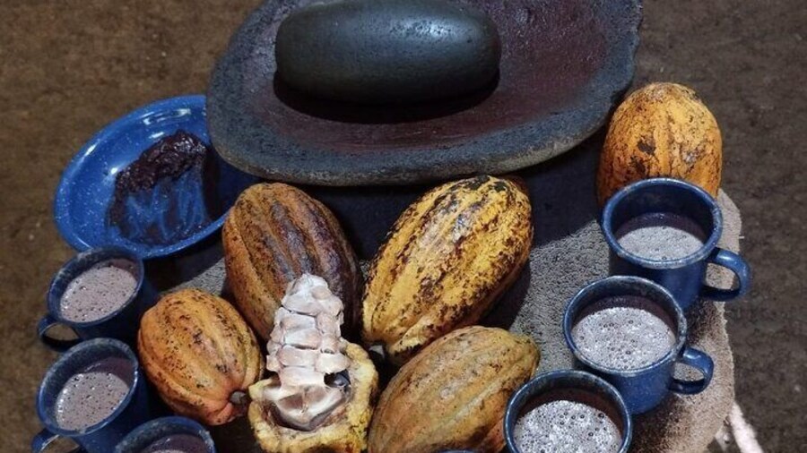learn all about the chocolate, from taking the fruit from the tree until make in to a hot drink, the traditional way