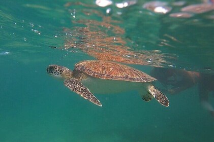 VIP San Juan: Snorkelling Tour with Turtles with Free Videos