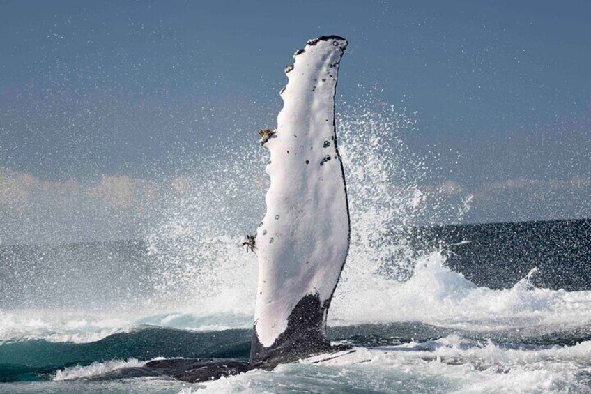 Whale Watching Gold Coast