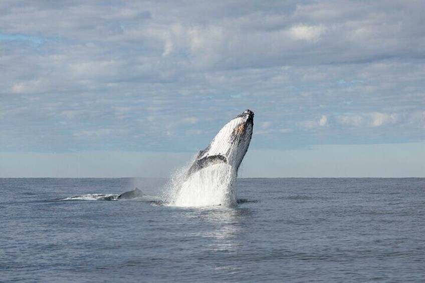 Whale Watching Gold Coast