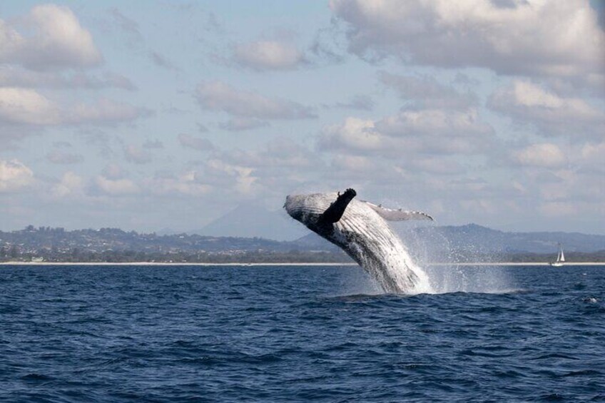 Whale Watching Gold Coast