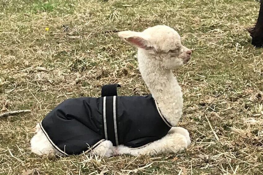 Walking with Alpacas