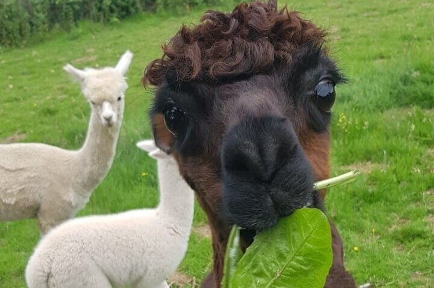 Walking with Alpacas