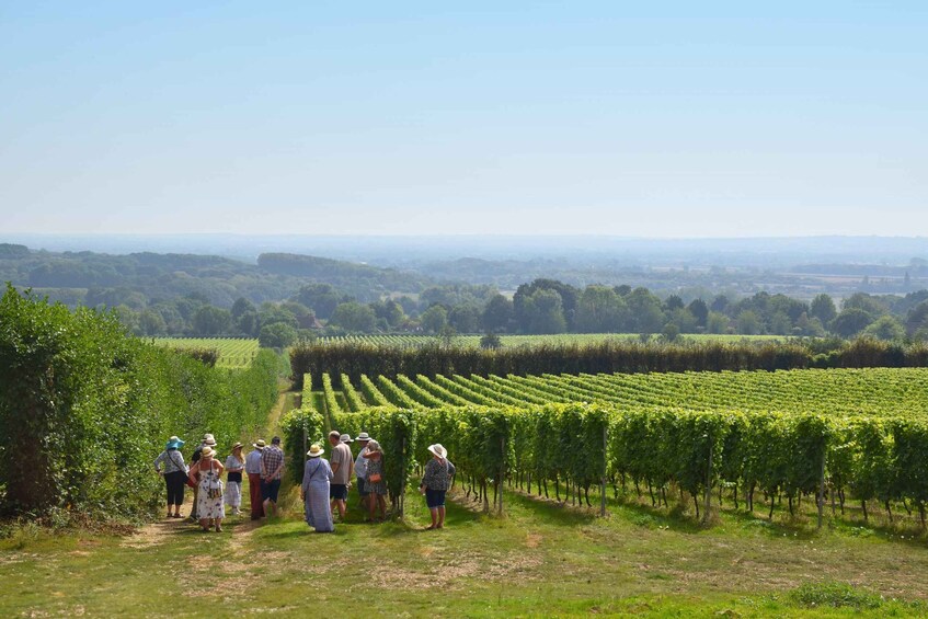 Kent: Yotes Court Vineyard Tour and Tasting