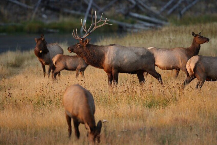 Private Tour Yellowstone CONIC Sites, Wildlife, Friendly Hikes