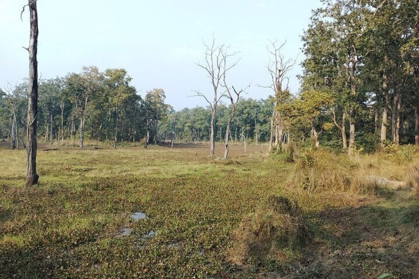 Chitwan and Bardia National Park Combo Safari Tour