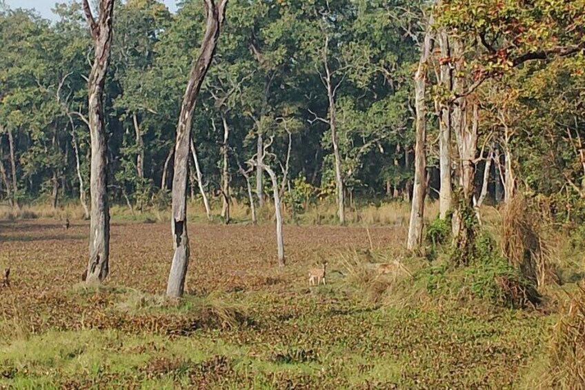 Chitwan and Bardia National Park Combo Safari Tour