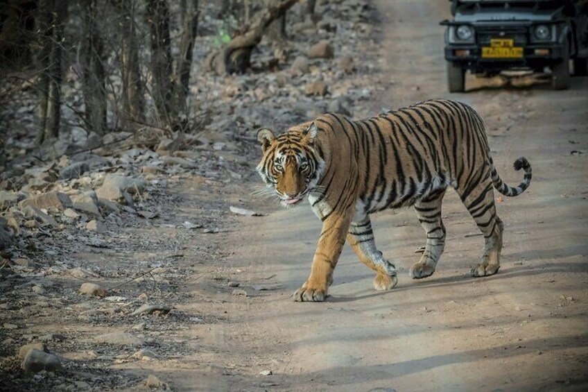 Ranthambore Tiger Tour