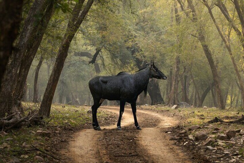 Nilgai