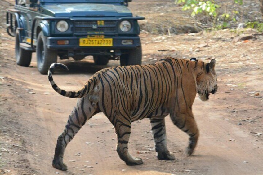  Tiger Safari at Ranthambore