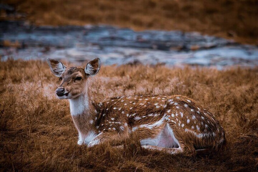 Deer at Ranthambore Park